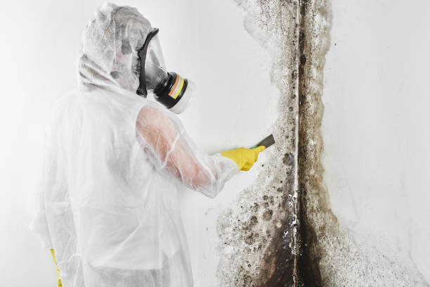 Best Commercial Mold Removal  in Riverside, MD