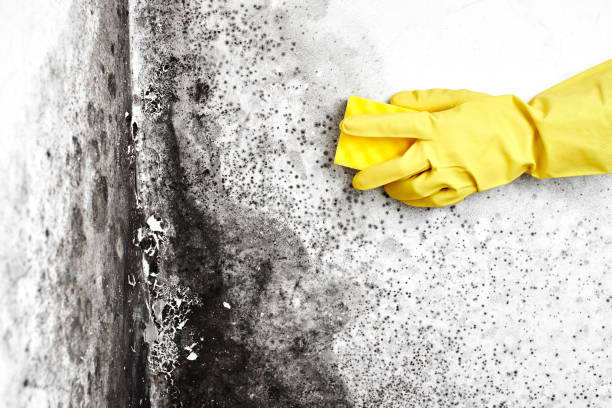 Best Residential Mold Removal  in Riverside, MD