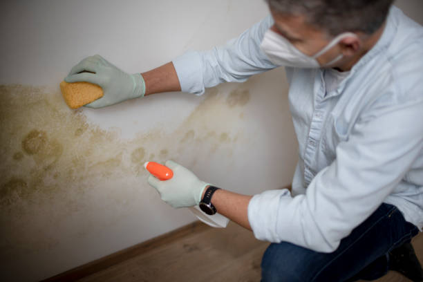 Best Mold Testing  in Riverside, MD