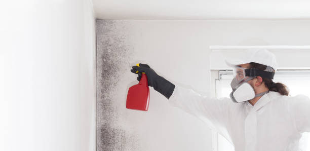Professional Mold Removal in Riverside, MD