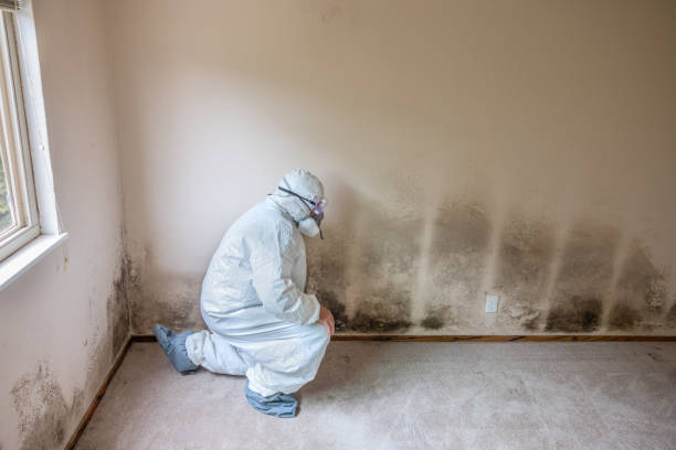 Best Attic Mold Removal  in Riverside, MD